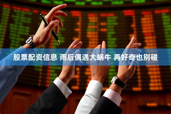股票配资信息 雨后偶遇大蜗牛 再好奇也别碰