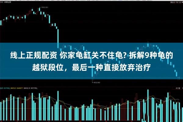 线上正规配资 你家龟缸关不住龟? 拆解9种龟的越狱段位，最后一种直接放弃治疗